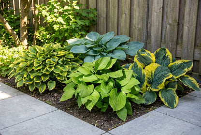 Borderpakket Hosta's (1m2) - Tuinplanten