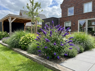 Schmetterlingsstrauch (Buddleja davidii Free Petite© Blue Heaven)