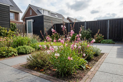 Prachtkaars (Gaura lindheimeri 'Summer Emotions') - Tuinplanten