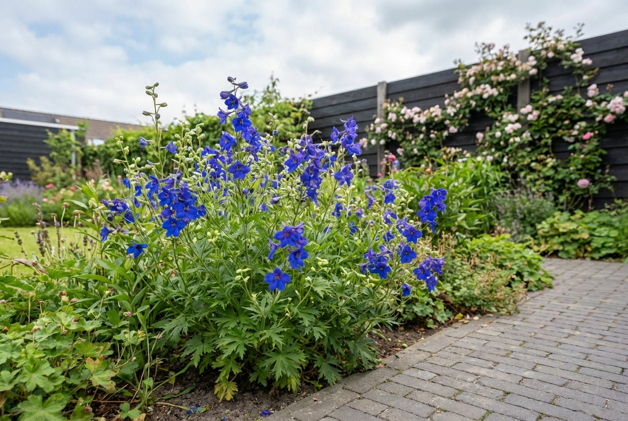 Ridderspoor (Delphinium grand. 'Butterfly') - Tuinplanten