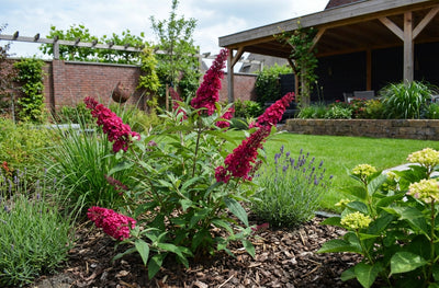 Schmetterlingsstrauch (Buddleja davidii Butterfly Candy® Little Ruby)