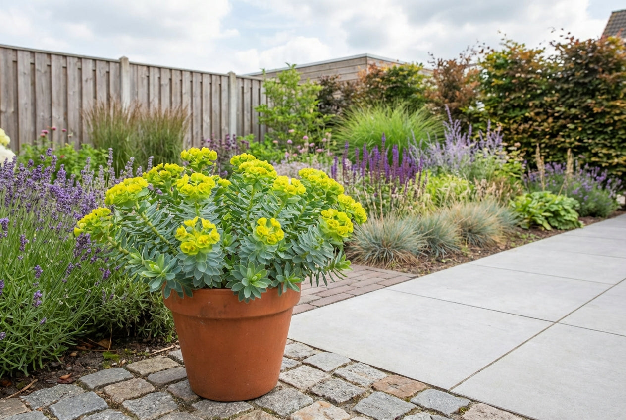 Wolfsmelk (Euphorbia myrsinites) - Tuinplanten