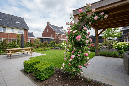 Klimplant Rosa Pink Candy (Klimroos) - Klimplanten