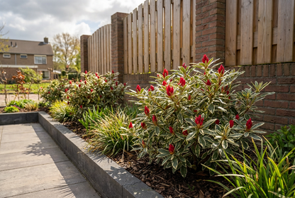 Rhododendron (Rhododendron (AJ) 'Silver Sword' ) - Rhododendron