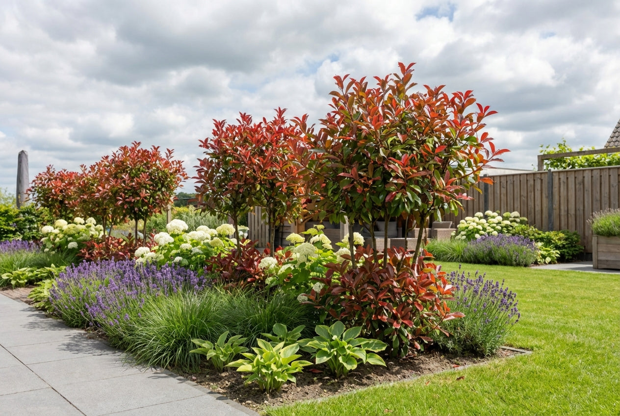 Glänzende Mispel (Photinia fraseri Louise)