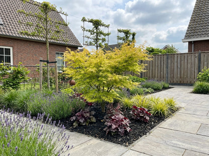 Japanischer Ahorn (Acer palmatum 'Emerald Lace')