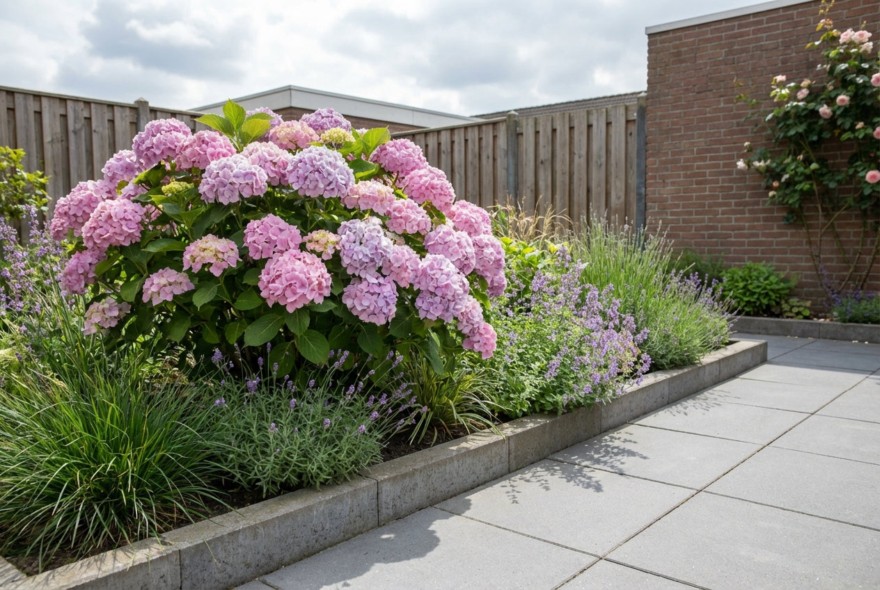 Hortensia (Hydrangea macrophylla ‘Bouquet Rosé’ ) - Hortensia