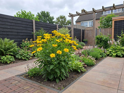 Zonneoog (Heliopsis helianthoides 'Summer Sun') - Tuinplanten