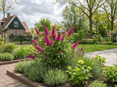 Schmetterlingsstrauch (Buddleja davidii Butterfly Candy® Little Cerise)