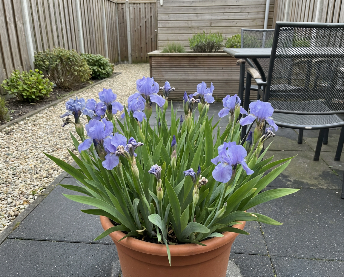Dwergiris (Iris (P) 'Azurea') - Tuinplanten