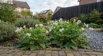 Reigersbek (Erodium reichardii 'Album') - Tuinplanten