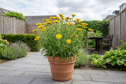 Alant (Inula ensifolia) - Tuinplanten