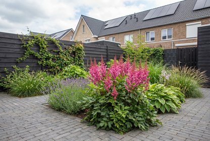 Spirea (Astilbe chinensis 'Vision Red') - Tuinplanten