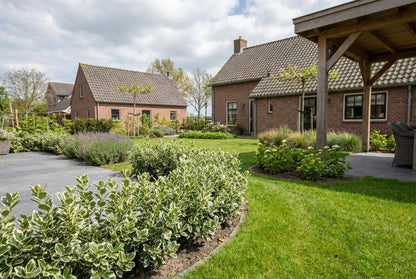 Kardinalshaube (Euonymus japonicus 'Kathy')