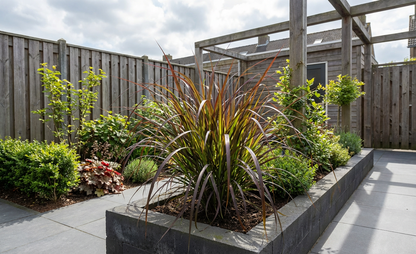 Lampepoetsersgras (Pennisetum 'Summer Samba') - Lampepoetsersgras