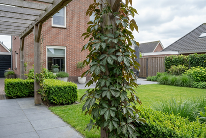 Klimplant Parthenocissus Henryana (wilde wingerd) - Klimplanten