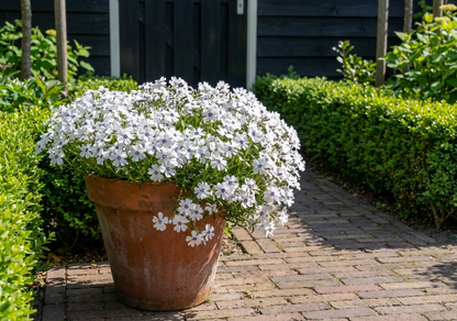 Kriechender Phlox (Phlox (S) 'Bavaria')