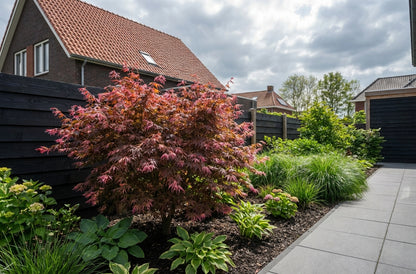 Japanse Esdoorn (Acer palmatum 'Jerre Schwartz') - Japanse Esdoorn