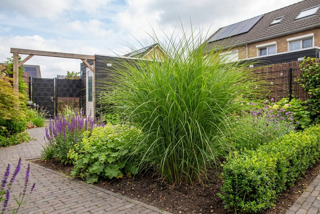 Prachtgriet (Miscanthus  sinensis 'Gracillimus') - Tuinplanten