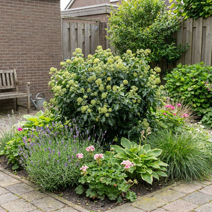 Klimop (Hedera helix ‘Arborescens’) - Heesters