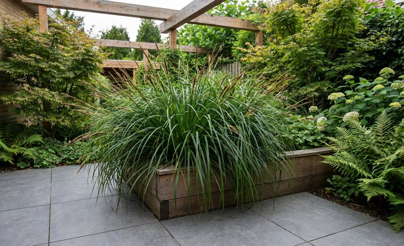 Zegge (Carex 'Everlime') - Zegge