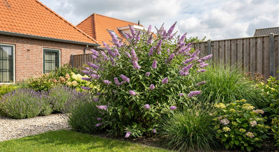 Schmetterlingsstrauch (Buddleja davidii Butterfly Candy® Little Lila)