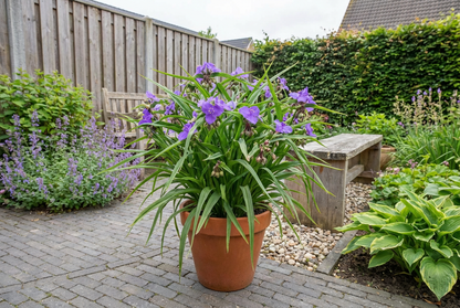Eendagsbloem (Tradescantia (A) 'Bilberry Ice') - Tuinplanten