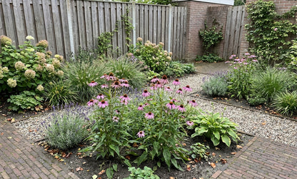 Zonnehoed (Echinacea pallida) - Tuinplanten