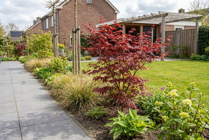 Japanischer Ahorn (Acer palmatum 'Bi-Hoo')