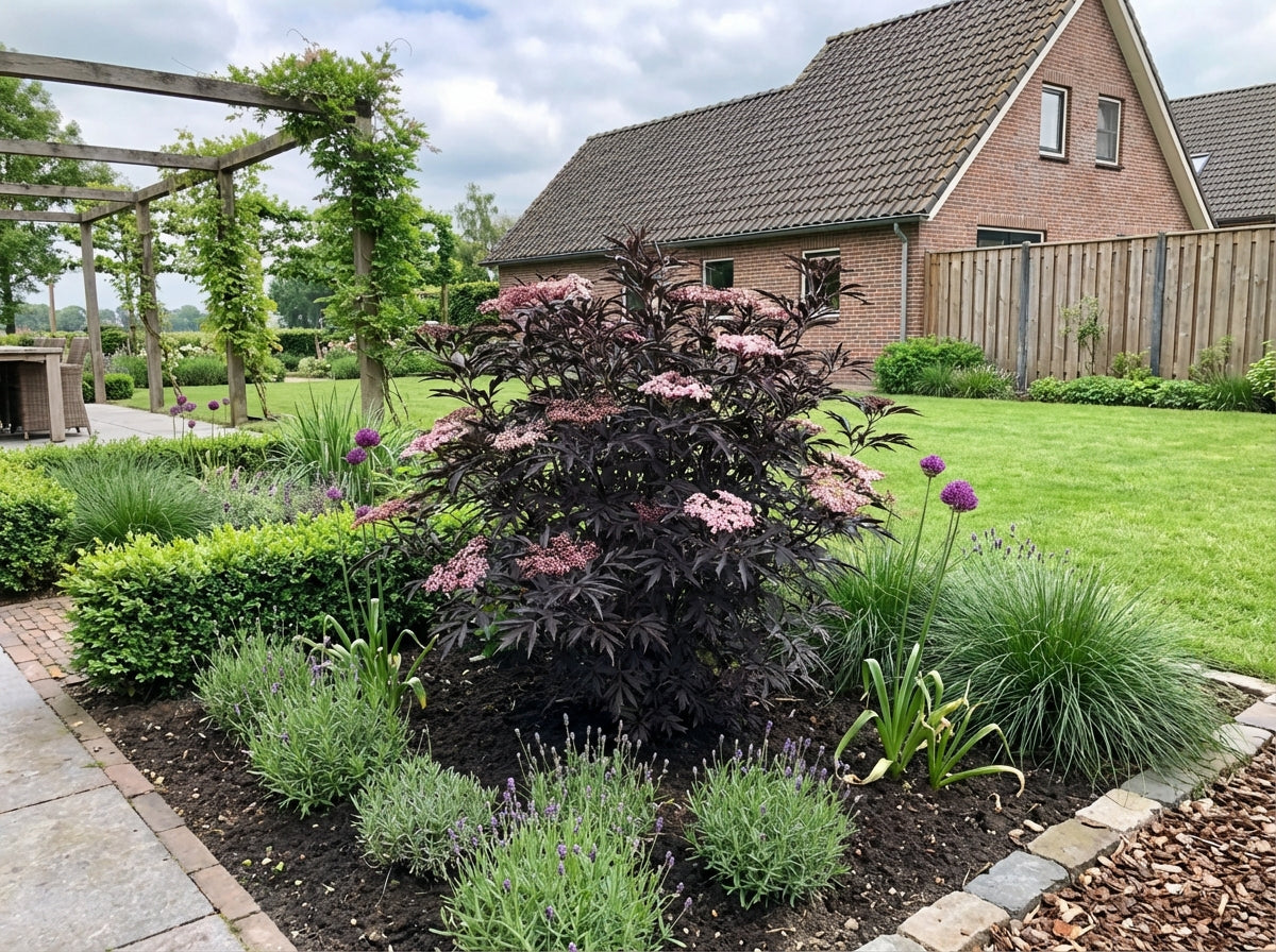 Schwarzer Holunder (Sambucus nigra Black Lace)