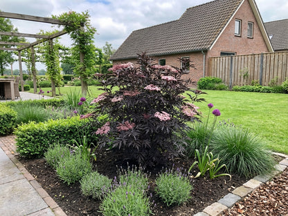Schwarzer Holunder (Sambucus nigra Black Lace)