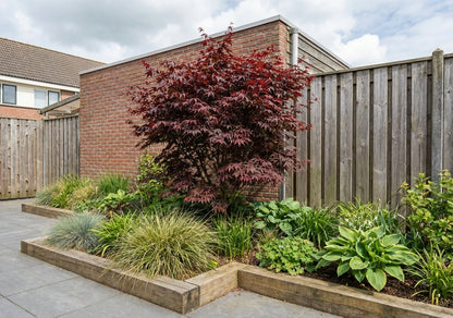 Japanse Esdoorn (Acer palmatum 'Red Emperor') - Japanse Esdoorn