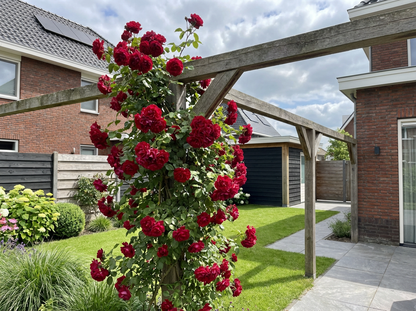 Klimplant Rosa Paul s Scarlet Climber (Klimroos) - Klimplanten