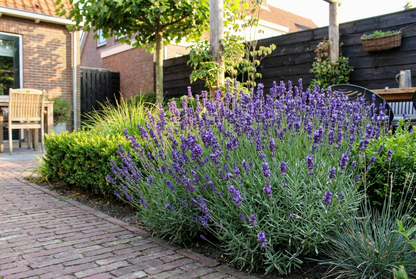 Lavendel (Lavandula angustifolia 'Dwarf Blue')