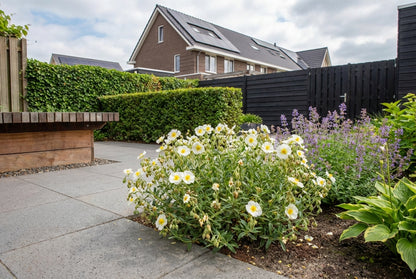 Zonneroosje (Helianthemum 'The Bride') - Tuinplanten