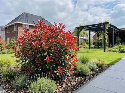Glanzmispel (Photinia fraseri 'Carré Rouge')