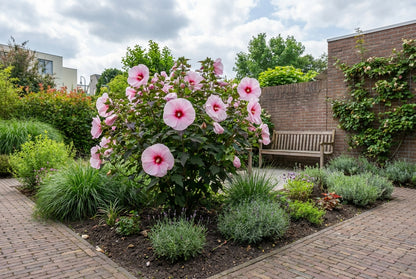Altheastruik (Hibiscus Carousel Pink Candy) - Hibiscus