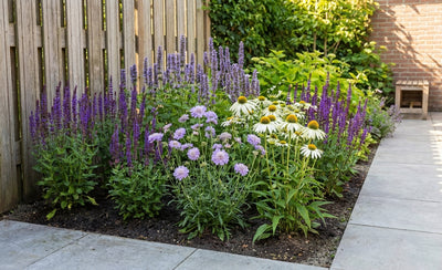 Randpaket für Schmetterlinge und Bienen (1,5 m2)