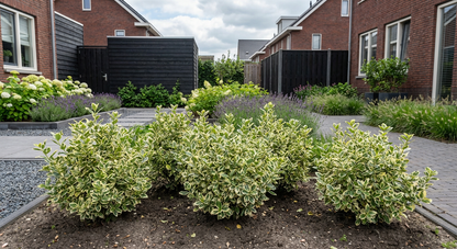 Kardinaalsmuts (Euonymus fortunei 'Harlequin') - Heesters