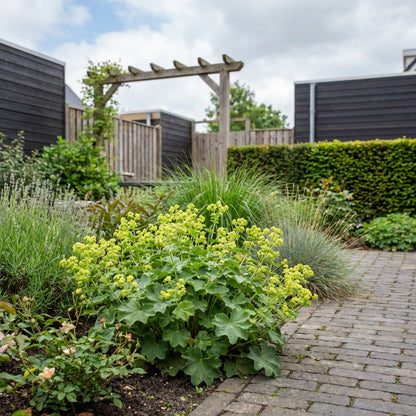 Frauenmantel (Alchemilla erythropoda)