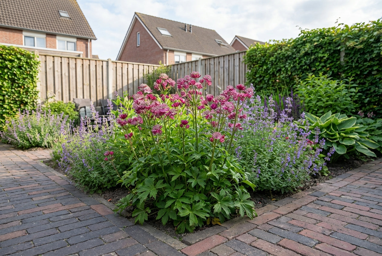 Zeeuws knoopje (Astrantia major 'Lars') - Tuinplanten