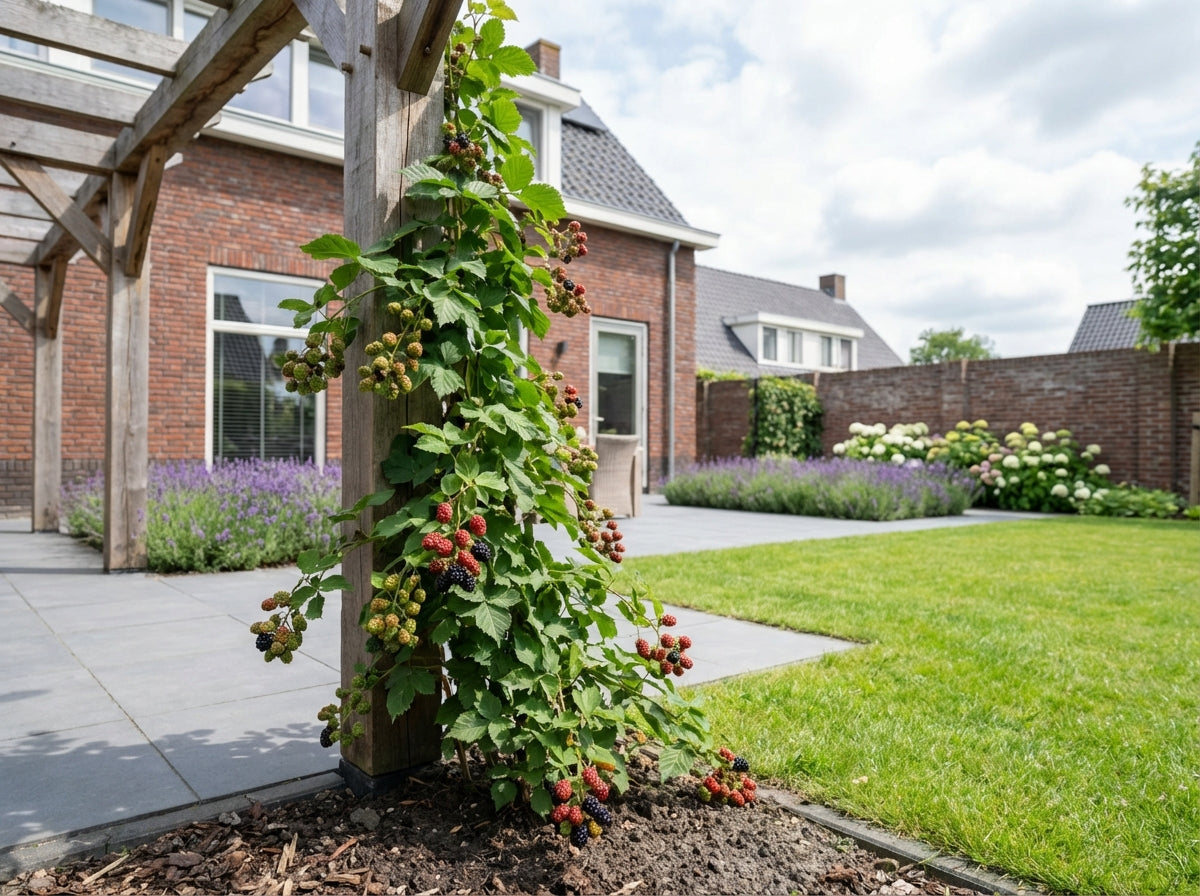 Klimplant Rubus Himalaya (braam) - Klimplanten