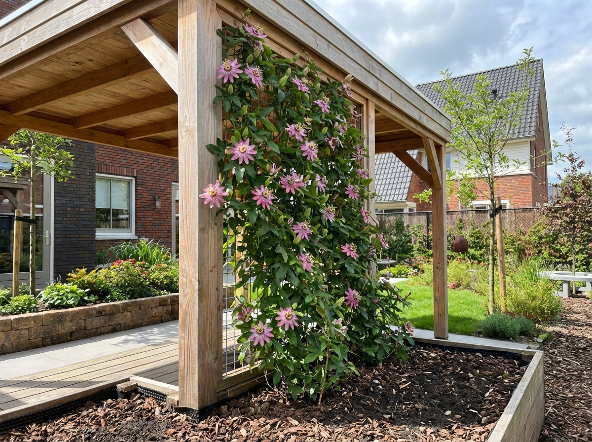 Klimplant Passiflora Anastasia (passiebloem) - Klimplanten