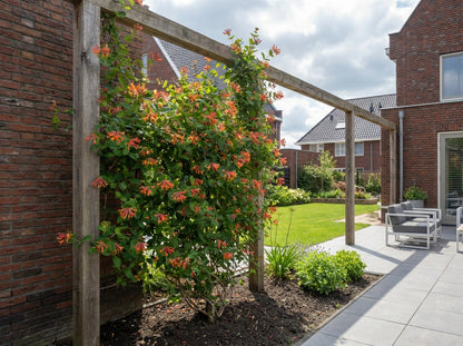 Klimplant Lonicera Dropmore Scarlet (kamperfoelie) - Klimplanten