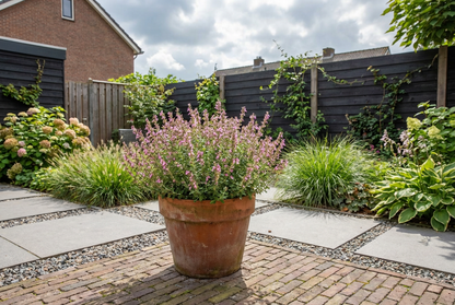 Gamander (Teucrium chamaedrys) - Tuinplanten