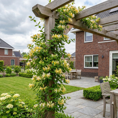 Klimplant Lonicera j. Hall s Prolific (kamperfoelie) - Klimplanten