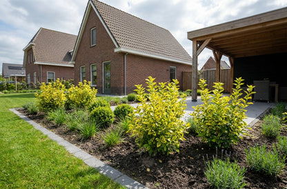 Kardinaalsmuts (Euonymus fortunei 'Blondy'®) - Heesters