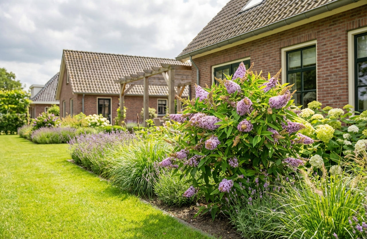 Vlinderstruik (Buddleja davidii Butterfly Candy® Lila Sweetheart) - Vlinderstruik