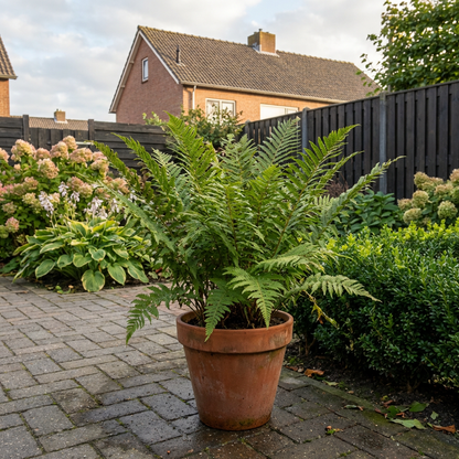 Mannetjes varen (Dryopteris filix-mas) - Tuinplanten