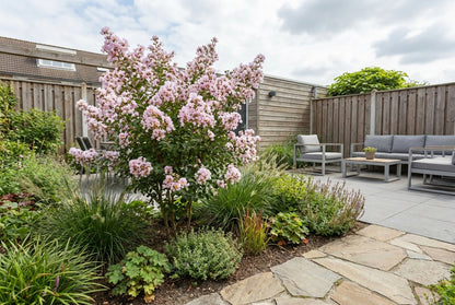 Lagerstroemia (Lagerstroemia indica With Love Babe) - Heesters